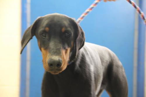 Doberman Male 2