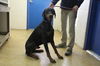 Doberman Male 2