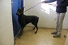 Doberman Male 1