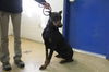 Doberman Male 1