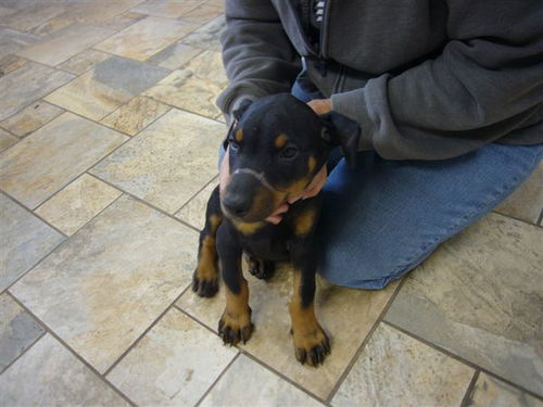 Doberman Puppies