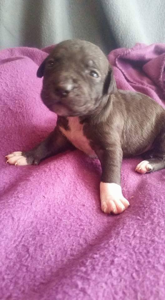 Baby hot sale american pitbull