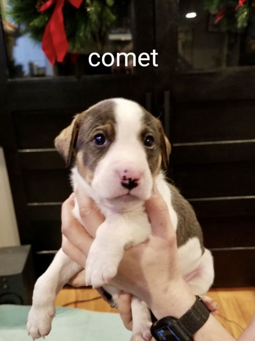 Comet