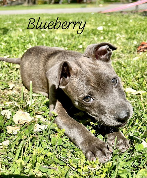 Blueberry