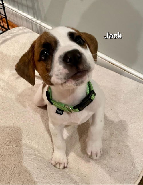 Jack