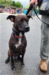 adoptable Dog in chester, VA named Alfie