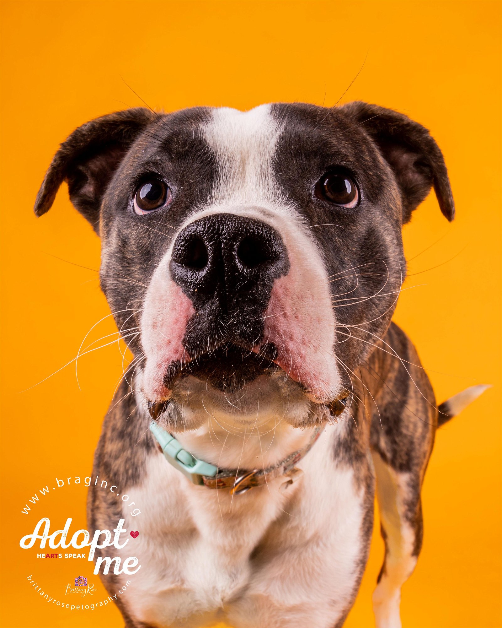adoptable Dog in Chester, VA named Hemi