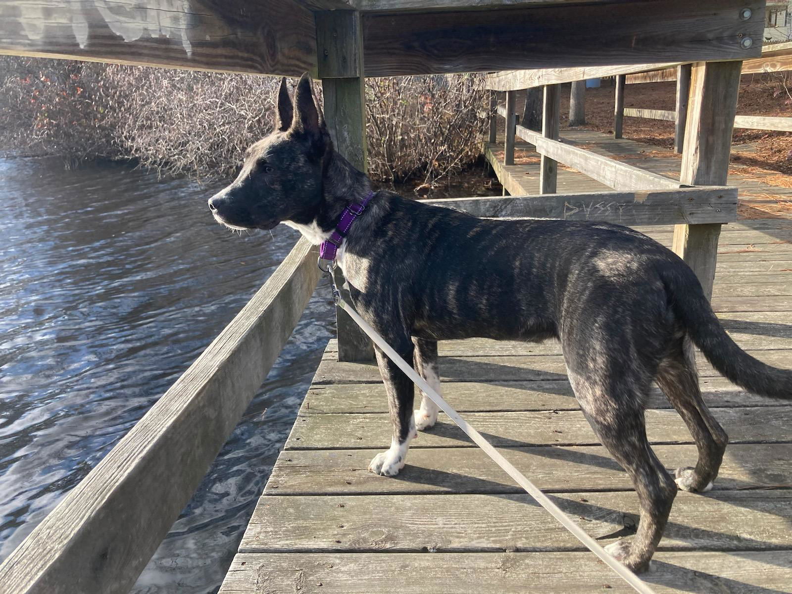 adoptable Dog in Chester, VA named Eddie