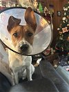 adoptable Dog in chester, VA named Allen