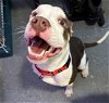 adoptable Dog in chester, VA named Heimdall
