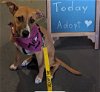 adoptable Dog in , VA named Jingle
