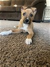 adoptable Dog in , VA named Holly
