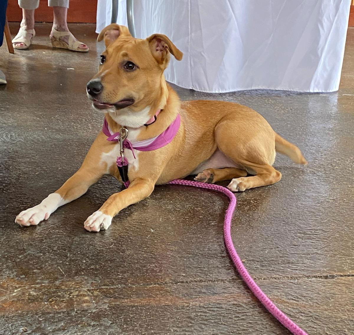 adoptable Dog in Chester, VA named Holly