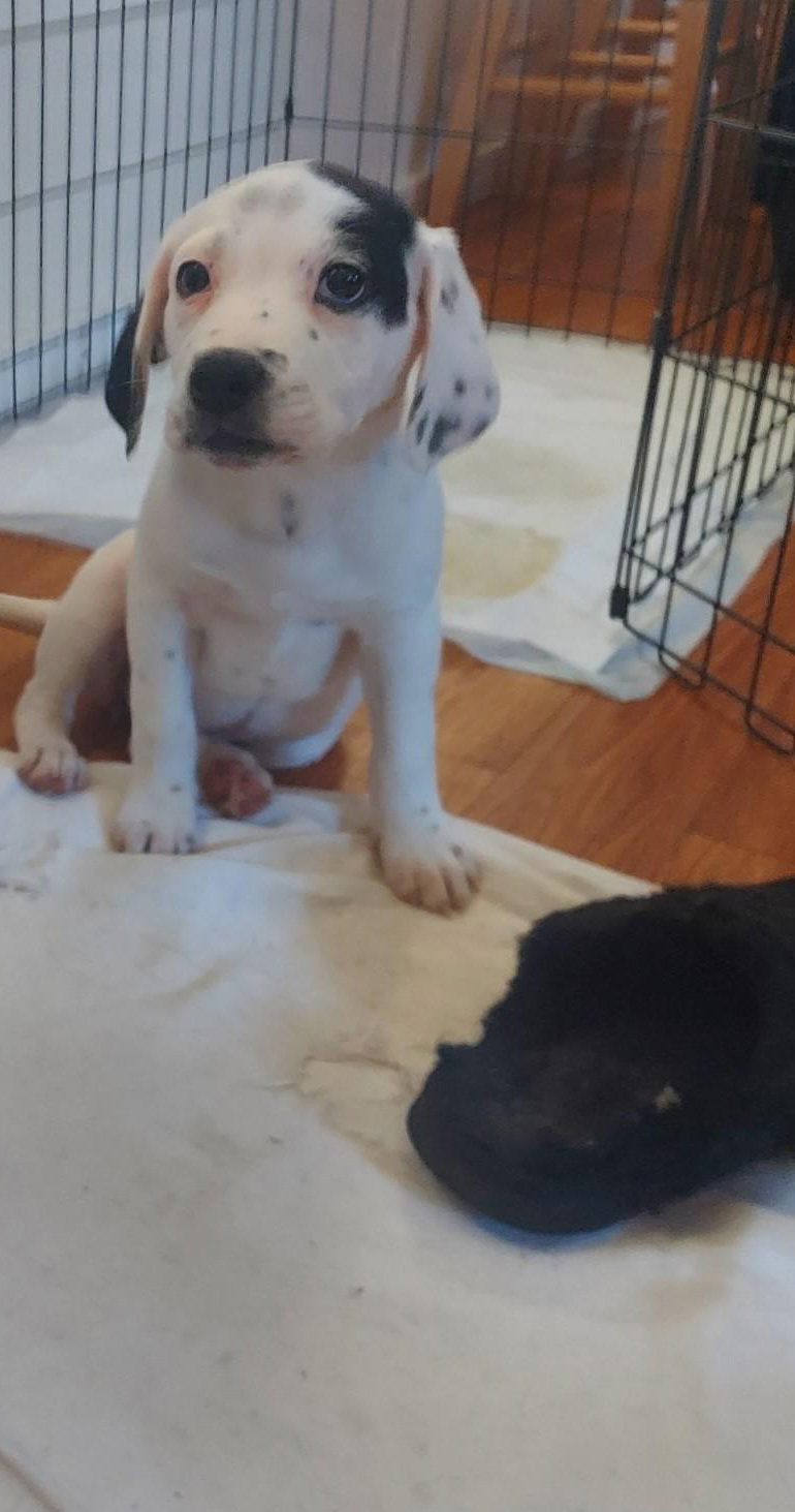 Dog for Adoption Snowflake, a American Pit Bull Terrier in City Of
