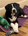 adoptable Dog in chester, VA named Baxter
