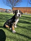 adoptable Dog in chester, VA named Henry