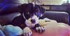 adoptable Dog in chester, VA named Craig