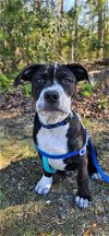 adoptable Dog in chester, VA named Craig