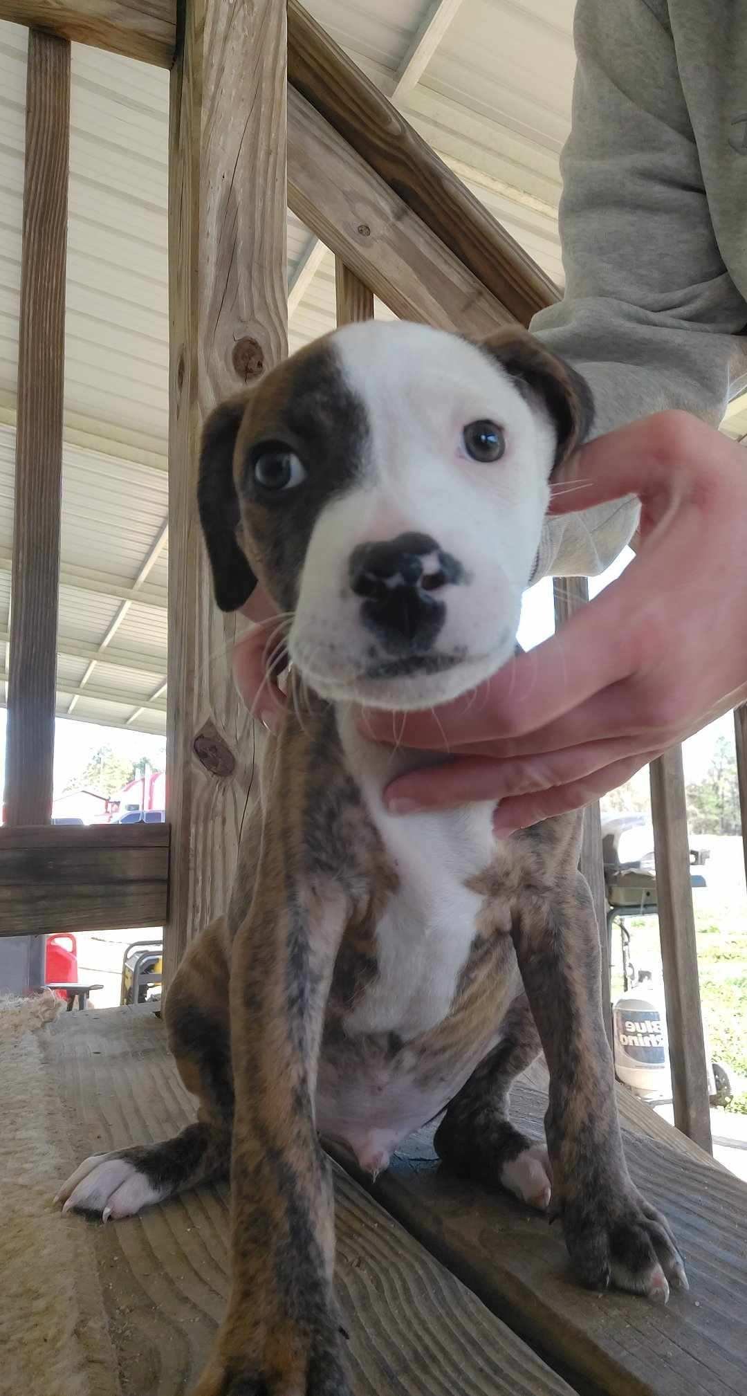 adoptable Dog in Chester, VA named Spud