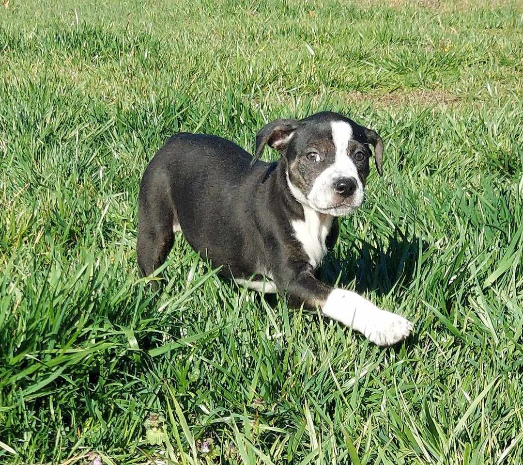 adoptable Dog in Chester, VA named Tess