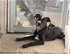 adoptable Dog in chester, VA named Elvis