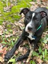 adoptable Dog in chester, VA named Elvis