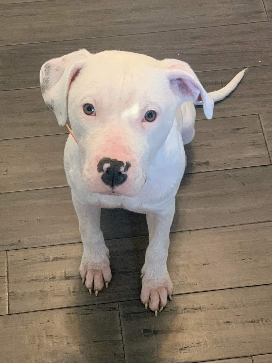 adoptable Dog in Chester, VA named Cooper