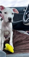 adoptable Dog in chester, VA named Lovey