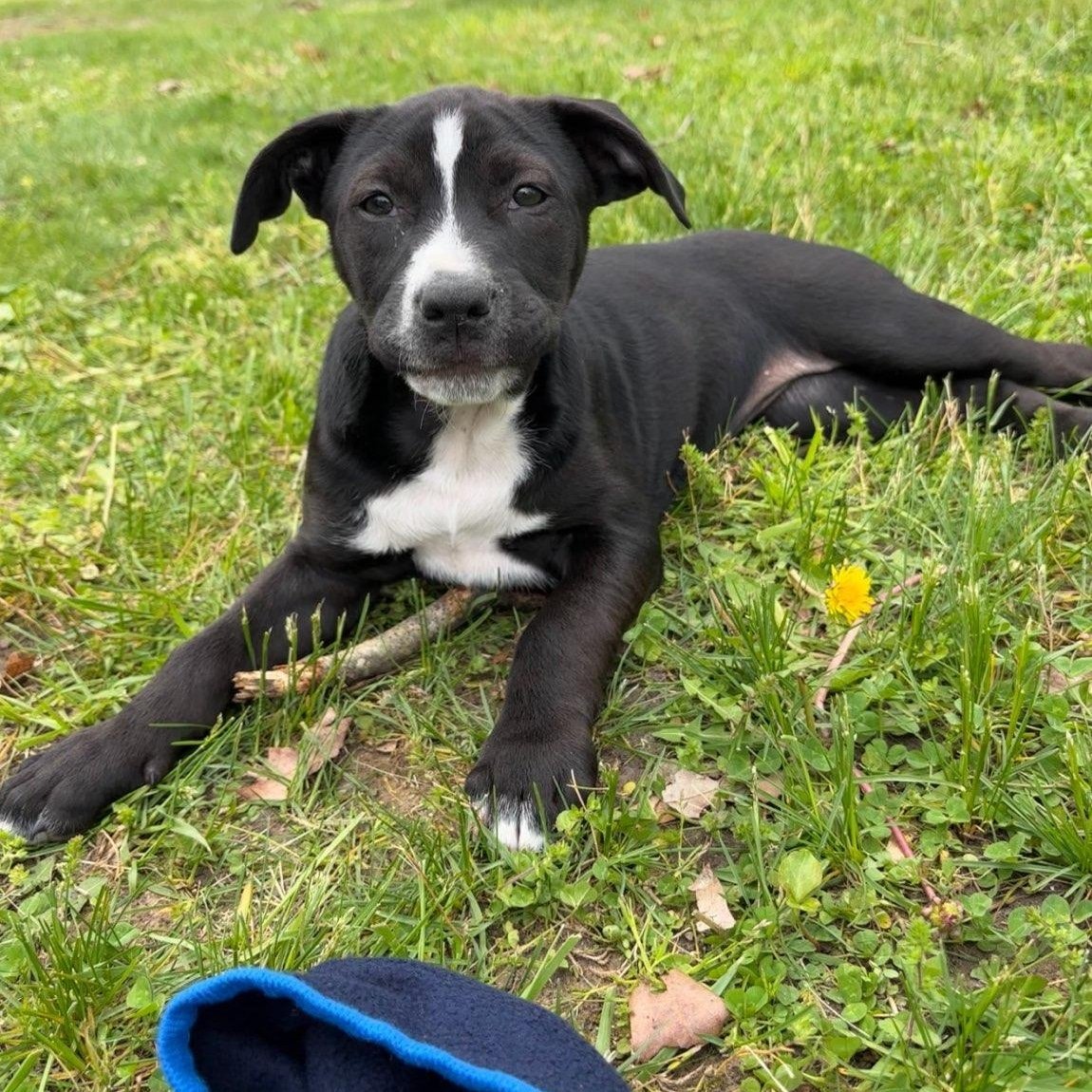adoptable Dog in Chester, VA named Girl #1