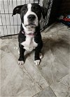 adoptable Dog in chester, VA named Chunka Munka