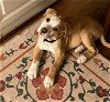 adoptable Dog in chester, VA named Coconut