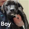 adoptable Dog in  named Boy #3