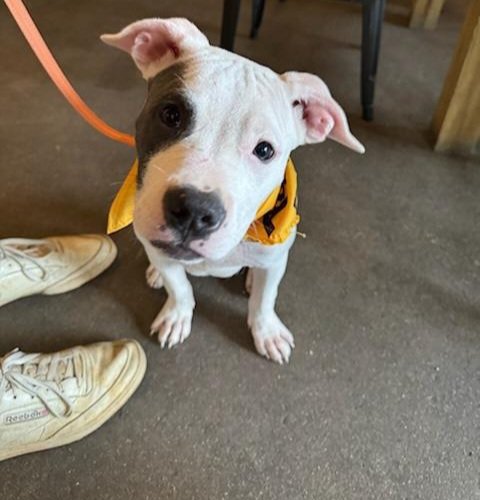 adoptable Dog in Chester, VA named Rocky