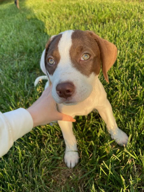 adoptable Dog in Chester, VA named Savannah