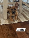 Holly