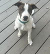 Buster