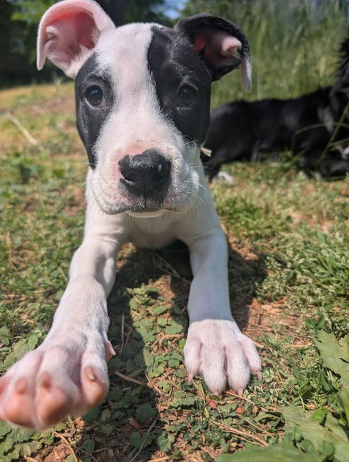 Nash