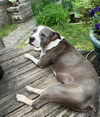 Daisy
