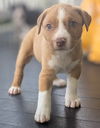 Shep