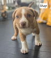 Shep