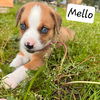 Mello