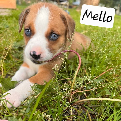 Mello