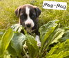May-May