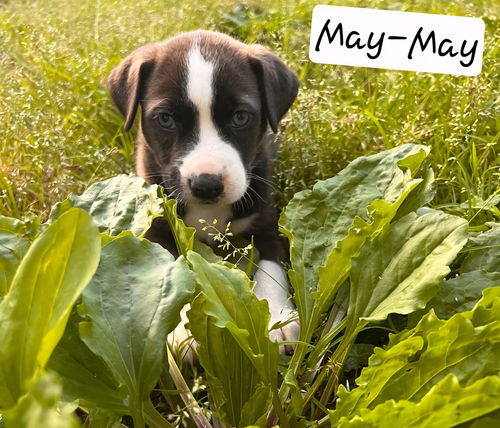 May-May