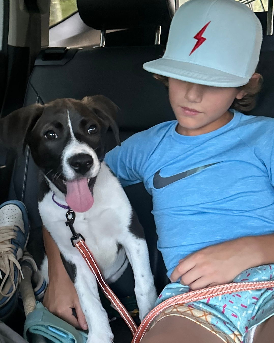 adoptable Dog in Chester, VA named Beau