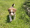 Hershey