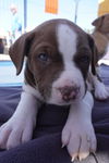 Hershey