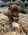 Stella