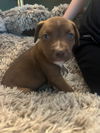 Stella
