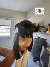 Lilly
